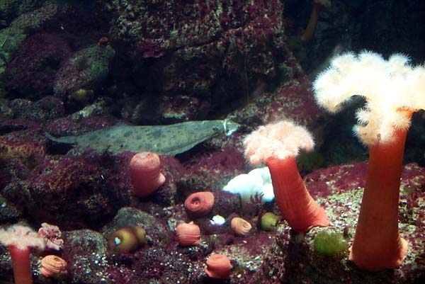 Flounder
