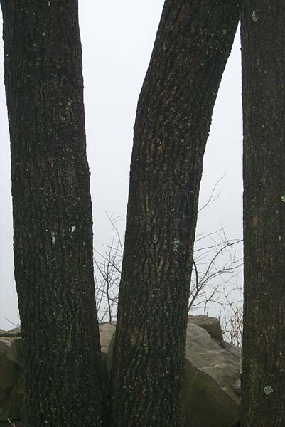 Barren