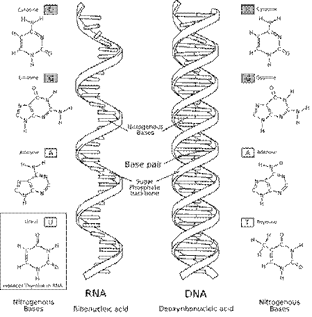 NA-comparedto-DNA_thymineAndUracilCorrected