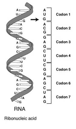 RNA-codons